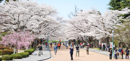 平成27年の様子