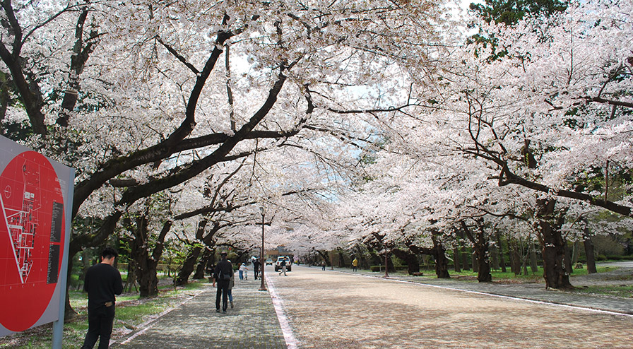 令和8年 キャンパスの桜一般開放 | 日本大学工学部 校友会